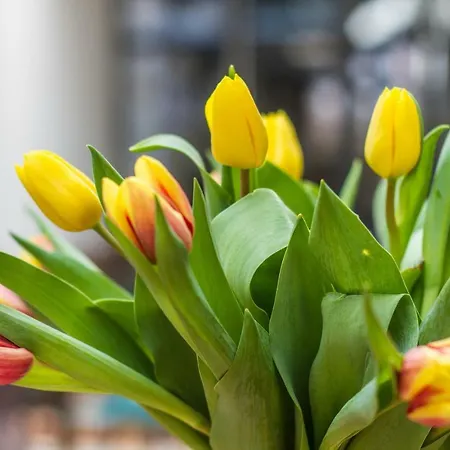 Dobra Lipa 아파트 브라티슬라바