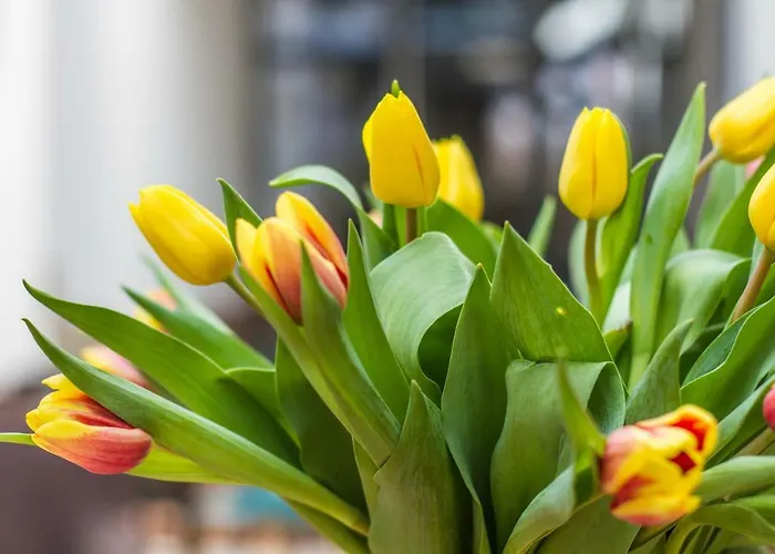 Dobra Lipa Apartman Pozsony